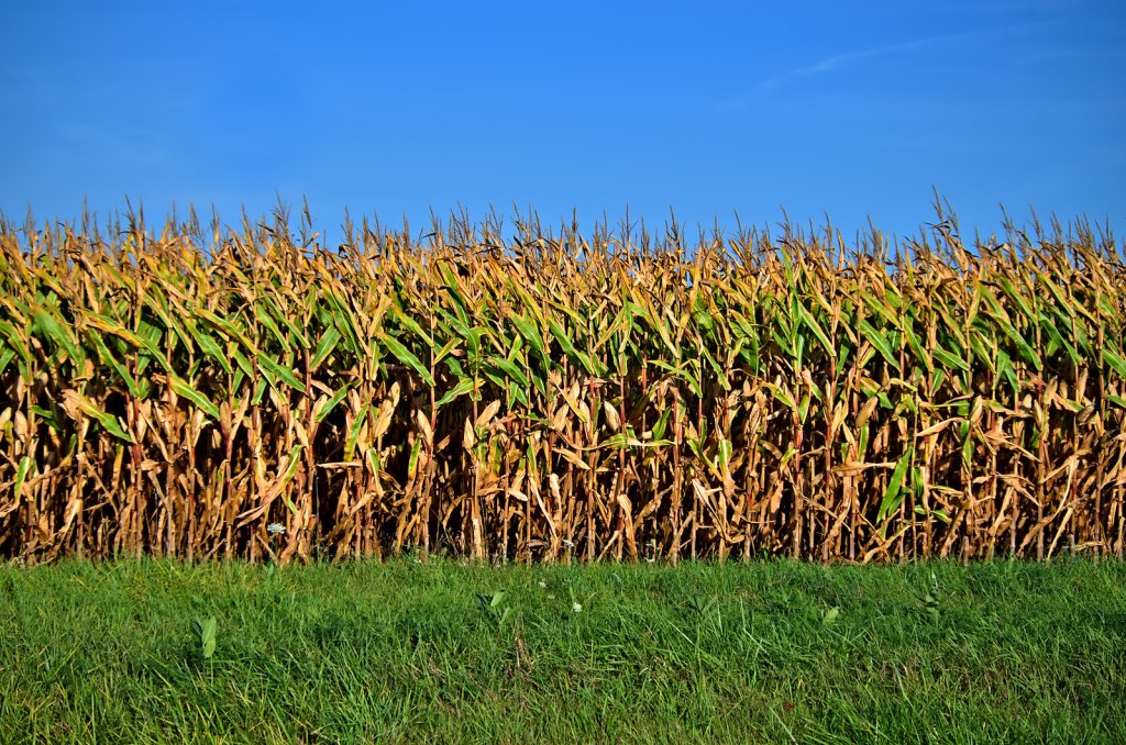 The Fertilizer Front: How the Iran War Could Turn Into a Global Food&nbsp;Crisis